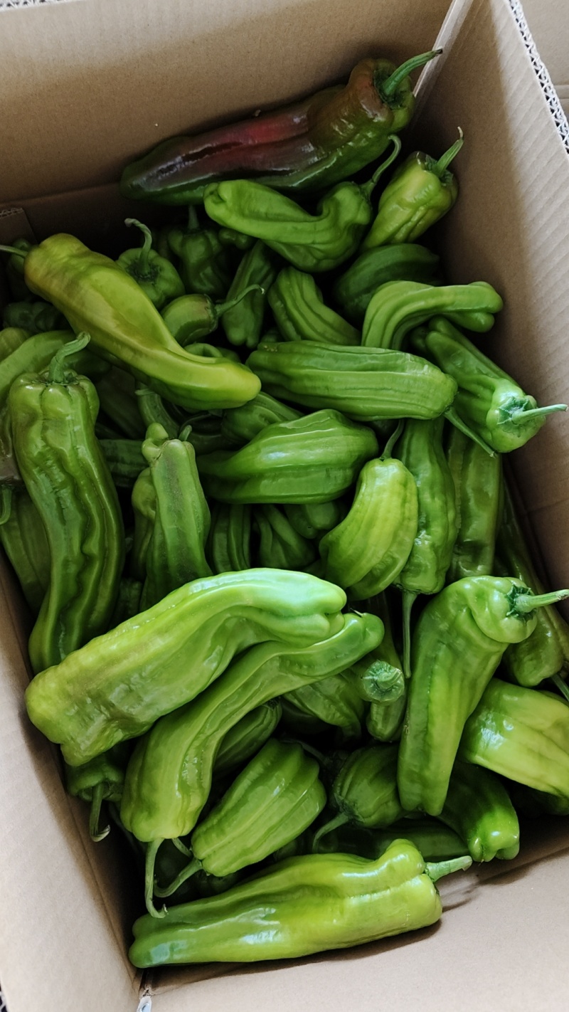 芜湖椒，新优，小皱皮，三号线椒，美人椒，红泡椒各种椒筛漏