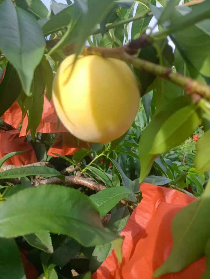 炎陵黄桃