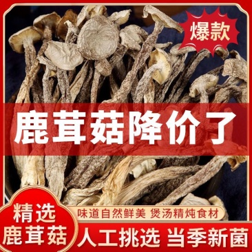 干鹿茸菇