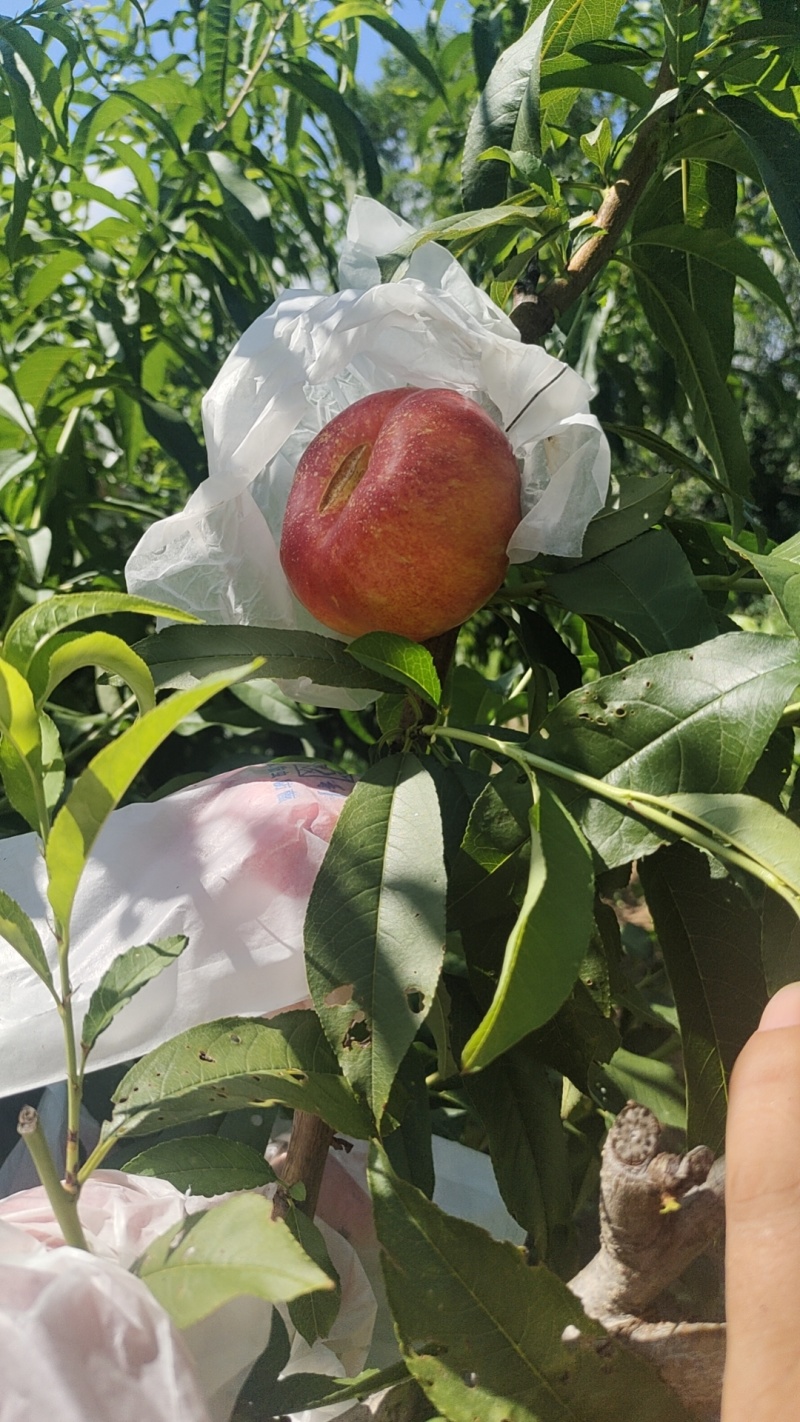 油蟠桃