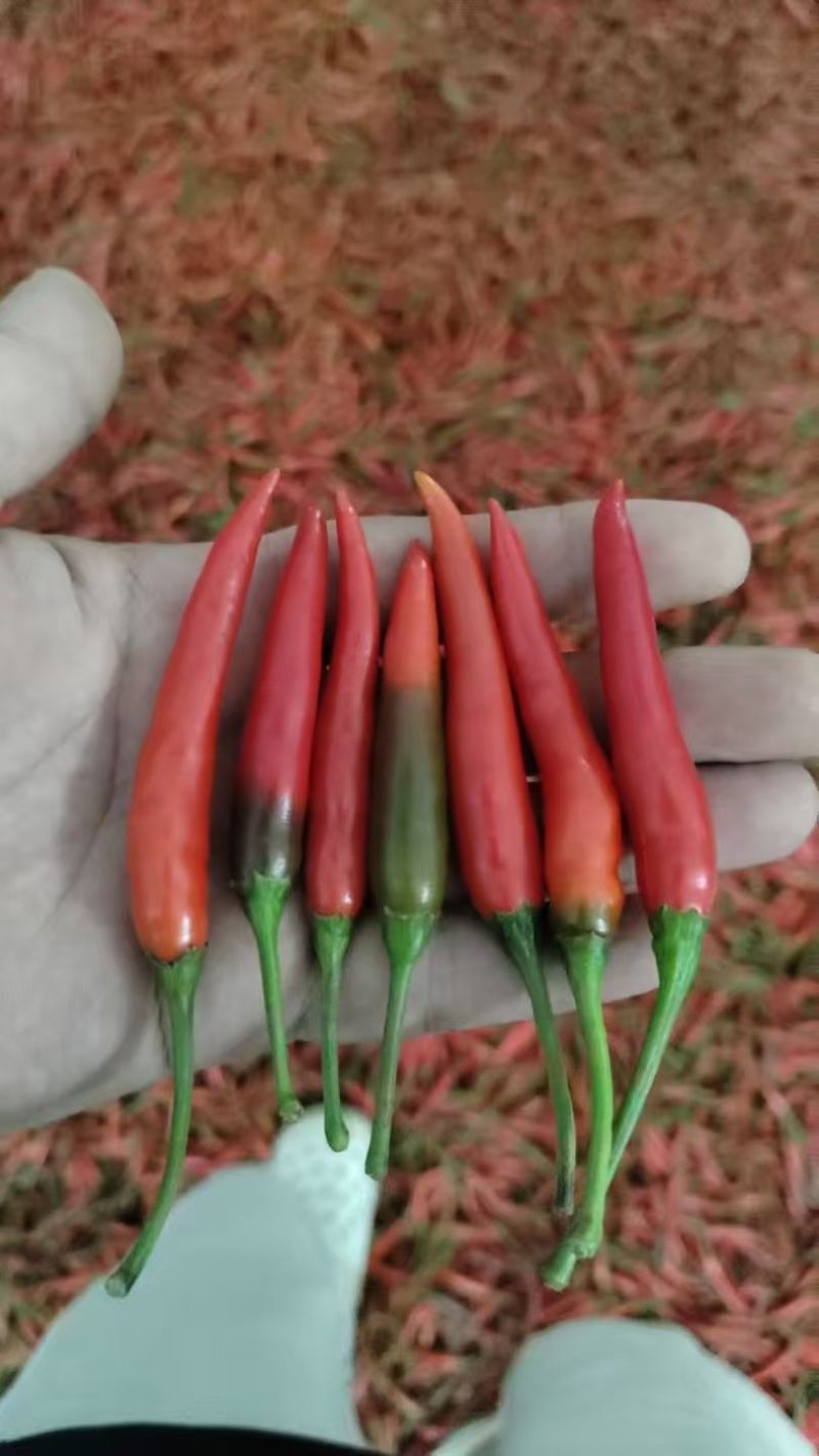 精品小红椒