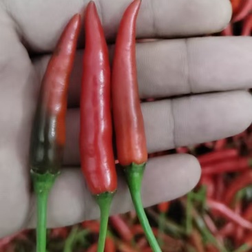 精品小红椒