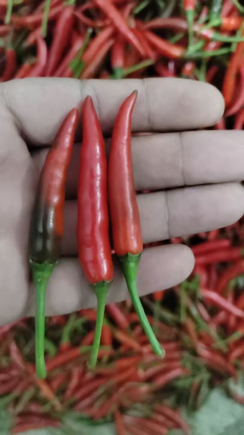 精品小红椒