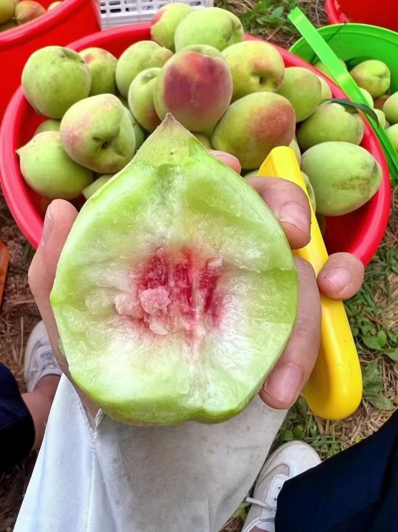 赣南鹰嘴桃（约1万斤在树果）