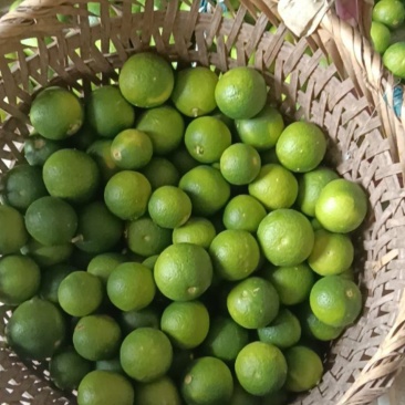 重庆巴南枳壳