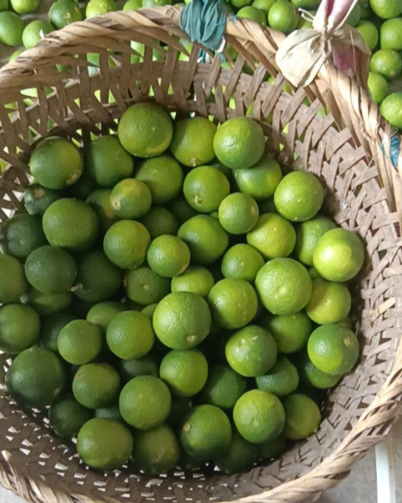 重庆巴南枳壳