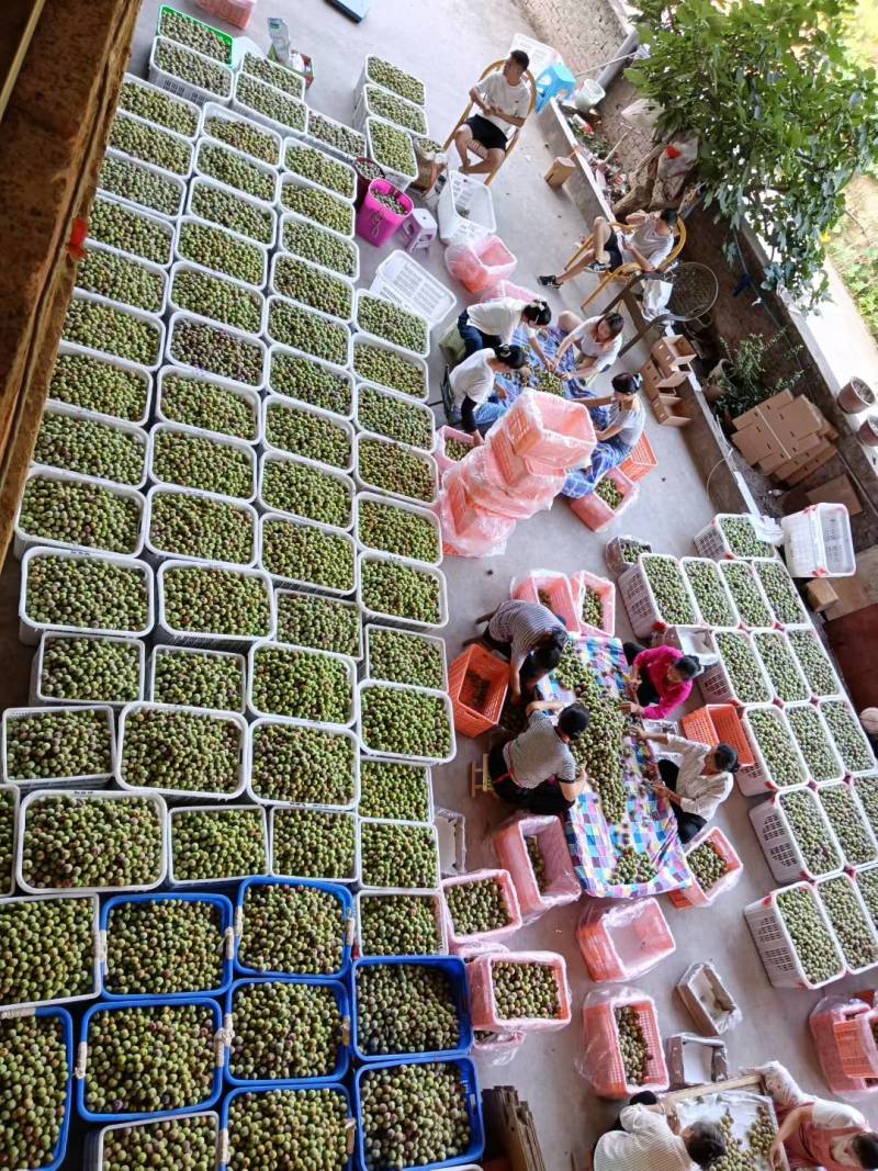 宜宾半边红李子.欢迎量大的老板联系，价格根据水果的大小定