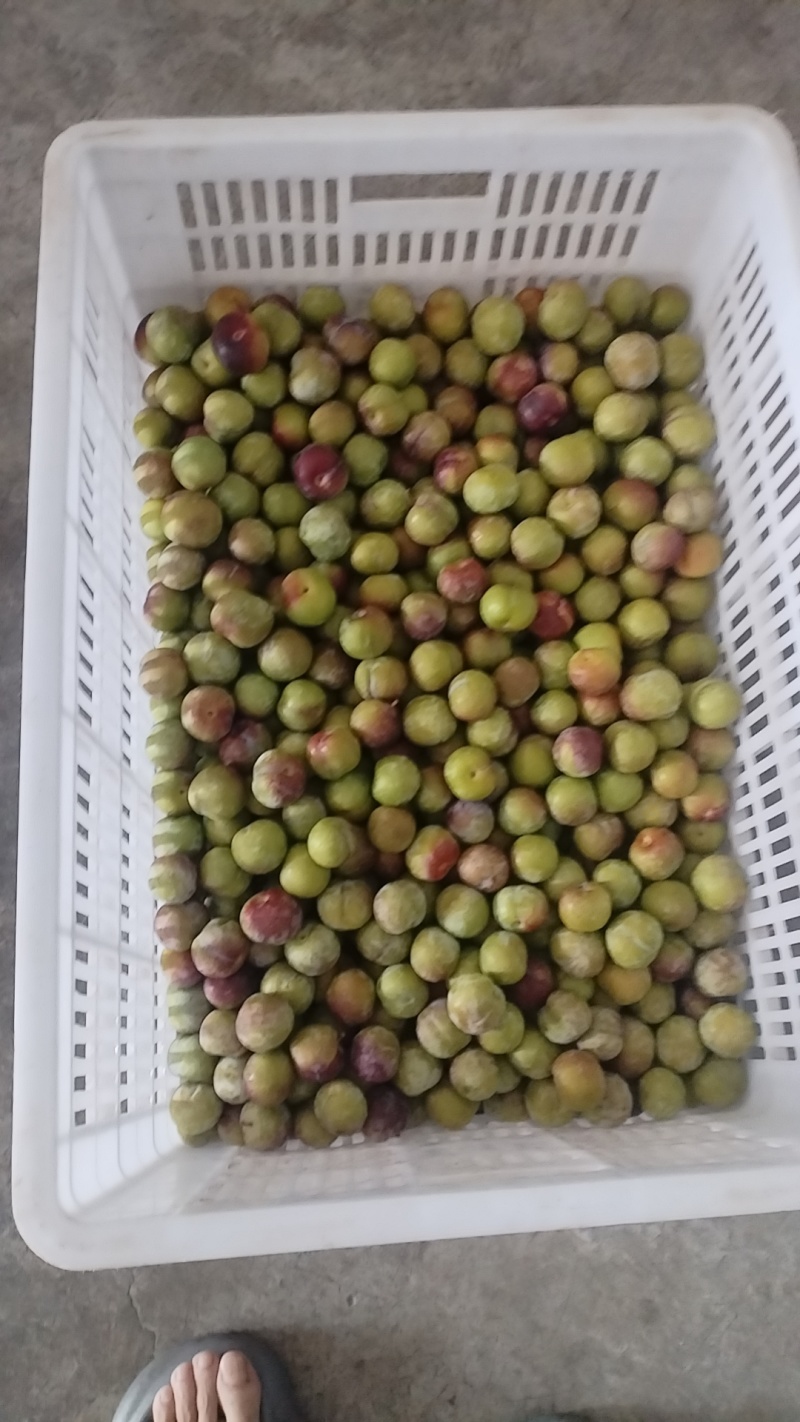 宜宾半边红李子.欢迎量大的老板联系，价格根据水果的大小定