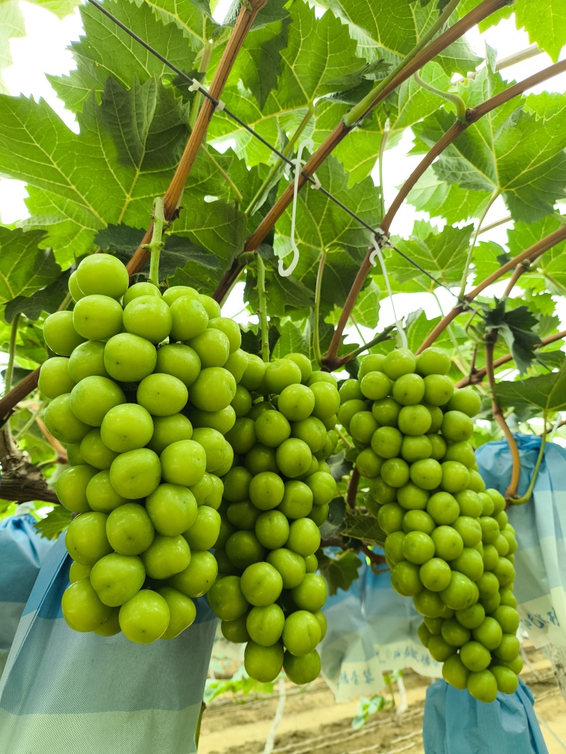 一级阳光玫瑰开始接受预定！
