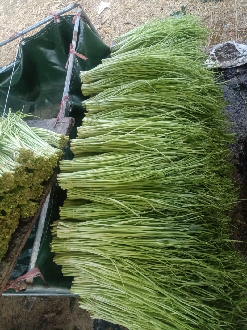 水芹菜