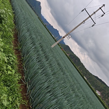 河北大葱