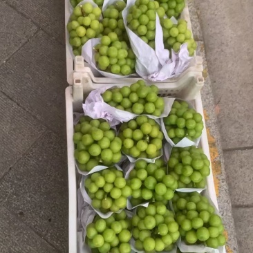 阳光玫瑰