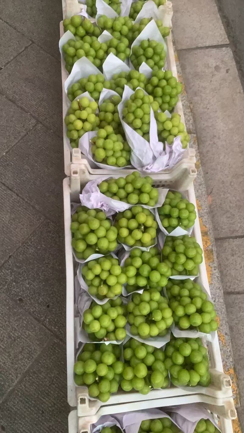 阳光玫瑰