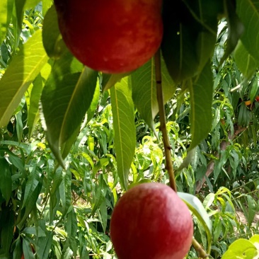 山西油桃