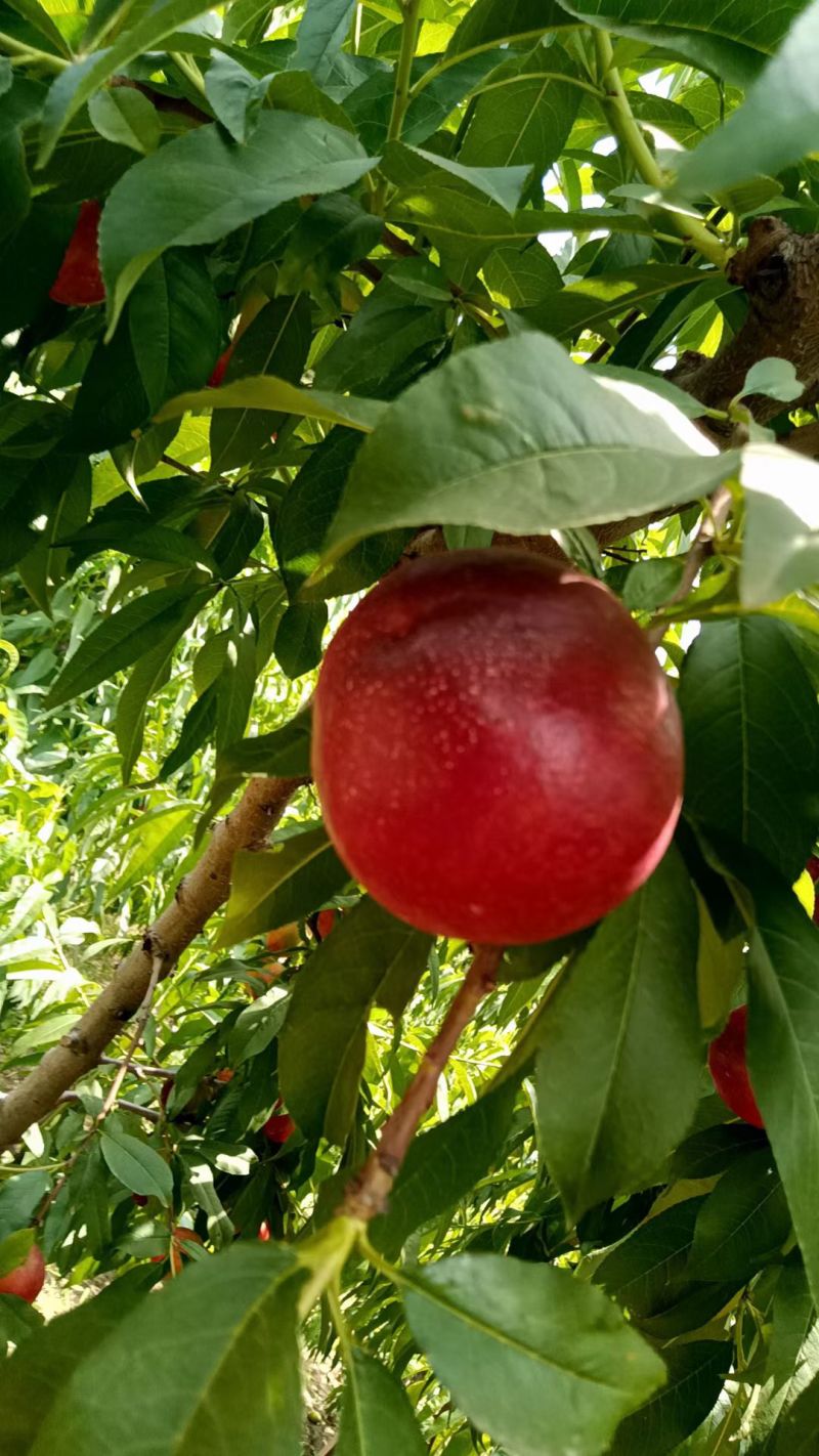 山西油桃