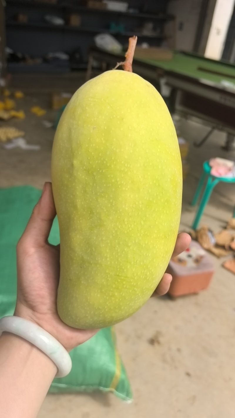 金煌芒/鹰嘴大量供货