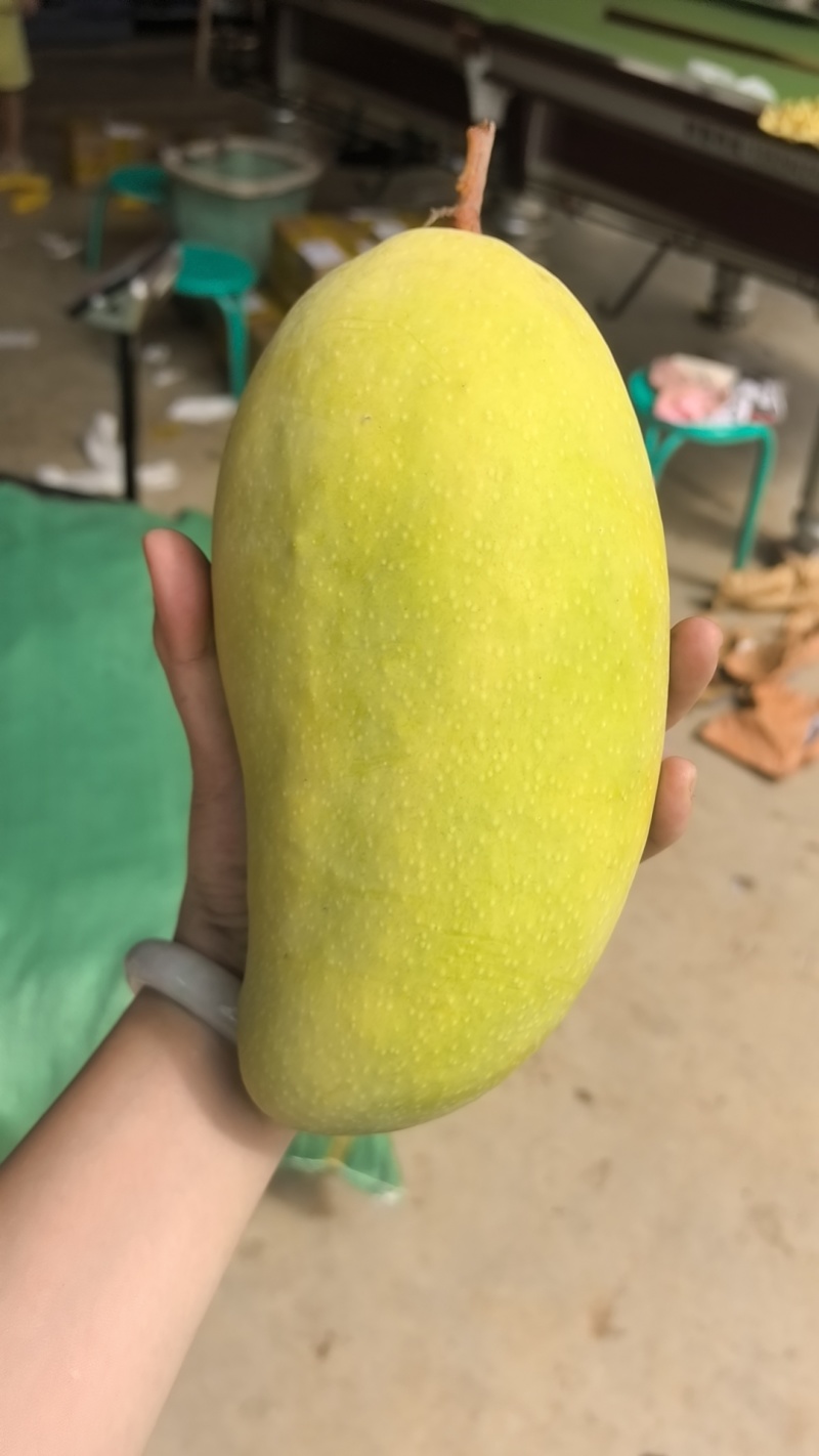 金煌芒/鹰嘴大量供货