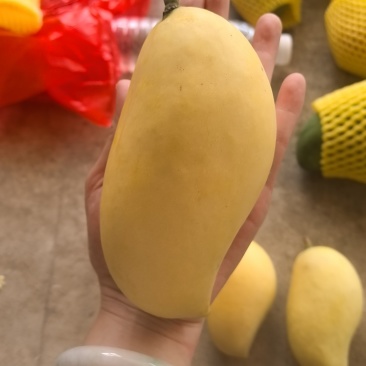 金煌芒/鹰嘴大量供货