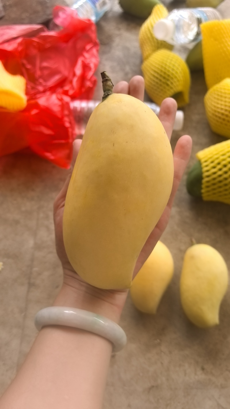 金煌芒/鹰嘴大量供货