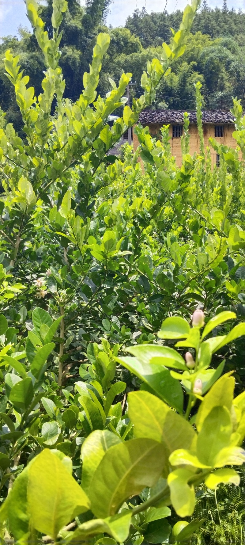 正宗广东香水柠檬
