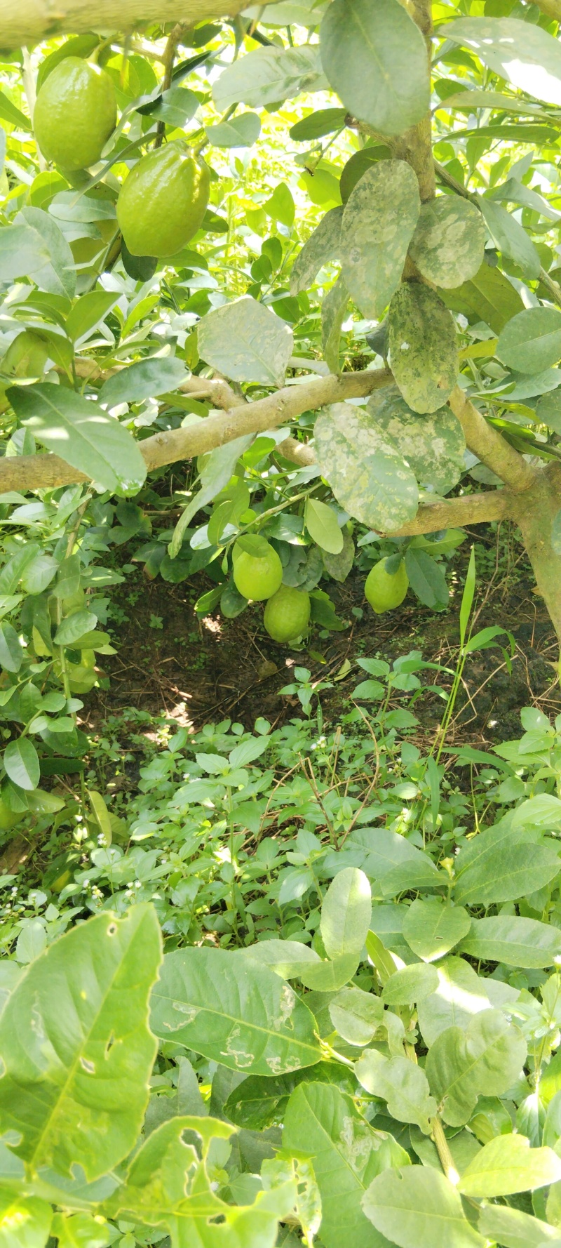 正宗广东香水柠檬