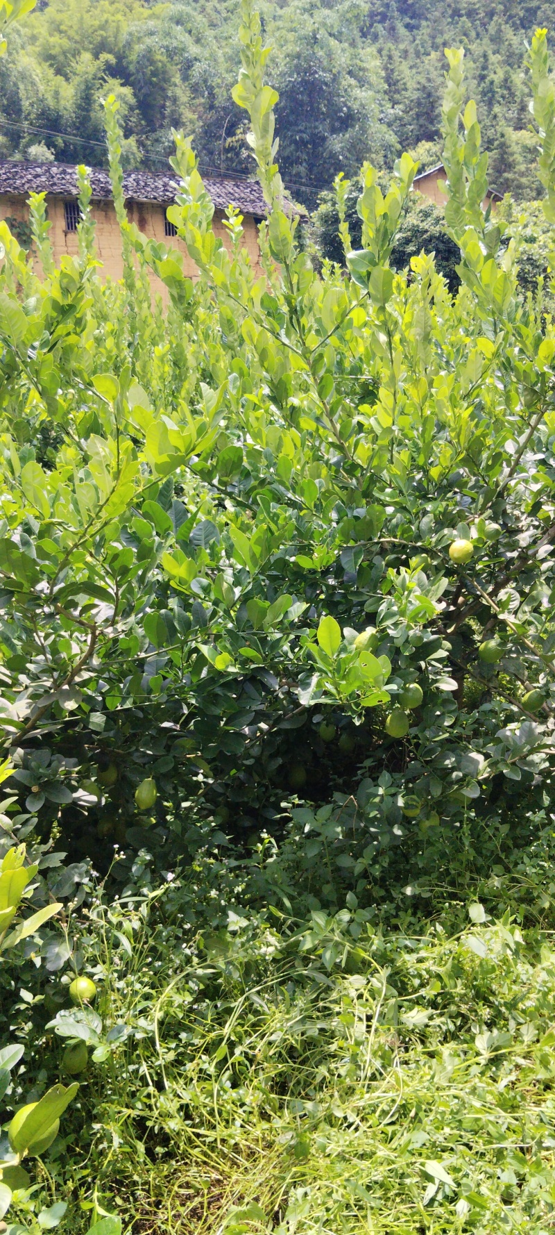 正宗广东香水柠檬