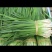 江西卖韭菜