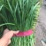 江西卖韭菜