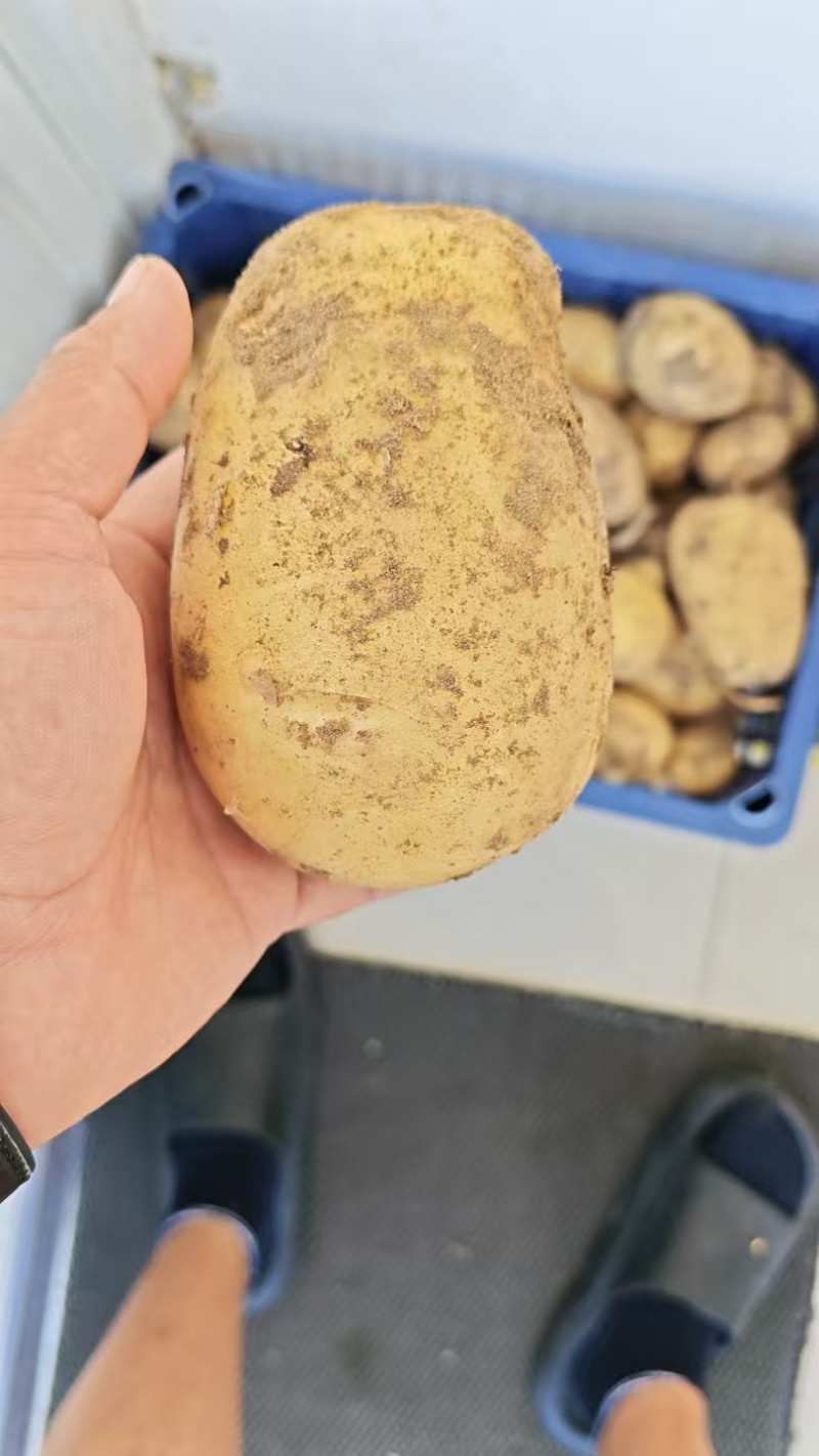 土豆