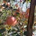 红富士苹果。瑞雪苹果🍎昭通特产预售商品。