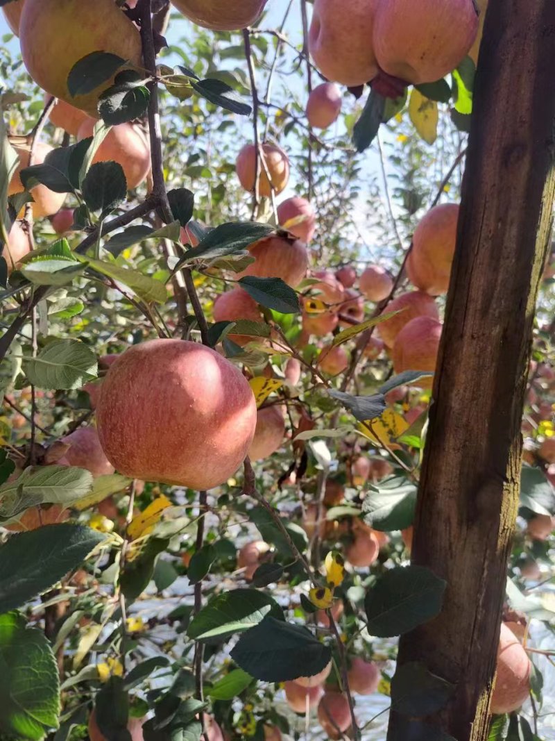 红富士苹果。瑞雪苹果🍎昭通特产预售商品。