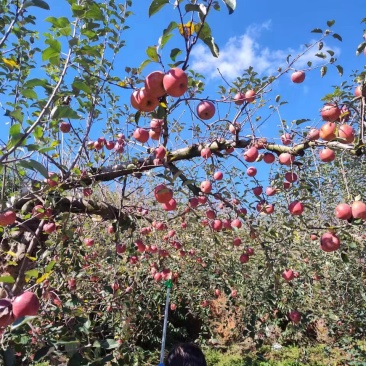 红富士苹果。瑞雪苹果🍎昭通特产预售商品。