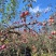 红富士苹果。瑞雪苹果🍎昭通特产预售商品。