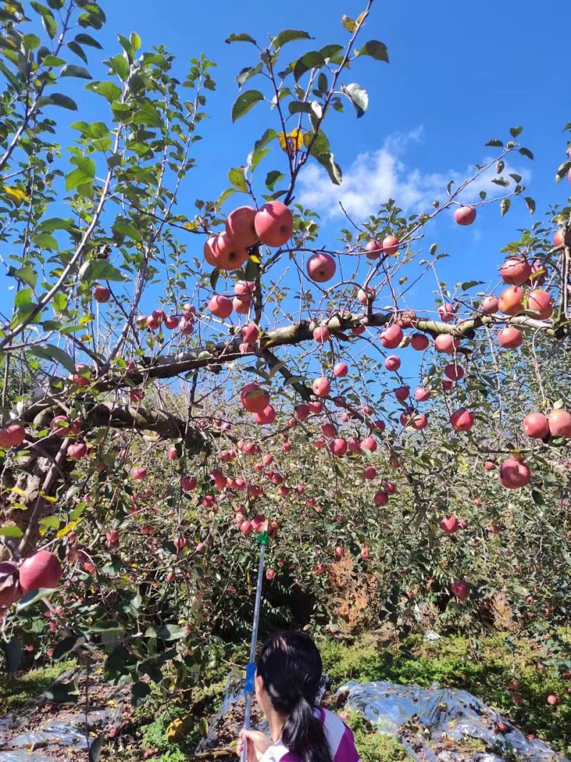 红富士苹果。瑞雪苹果🍎昭通特产预售商品。
