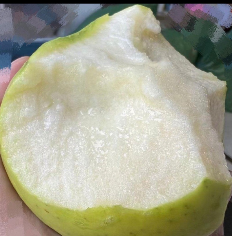 红富士苹果。瑞雪苹果🍎昭通特产预售商品。