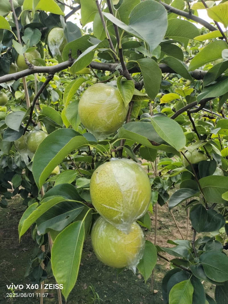 山东省滨州阳信县，媚梨七号，皇冠梨，鸭梨。