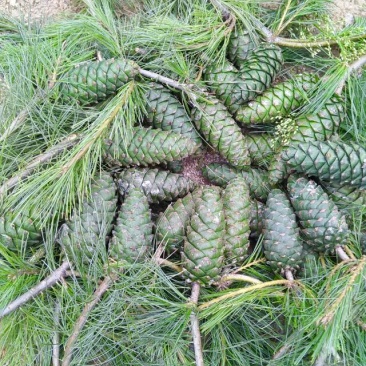 野生，现摘，新鲜，松塔