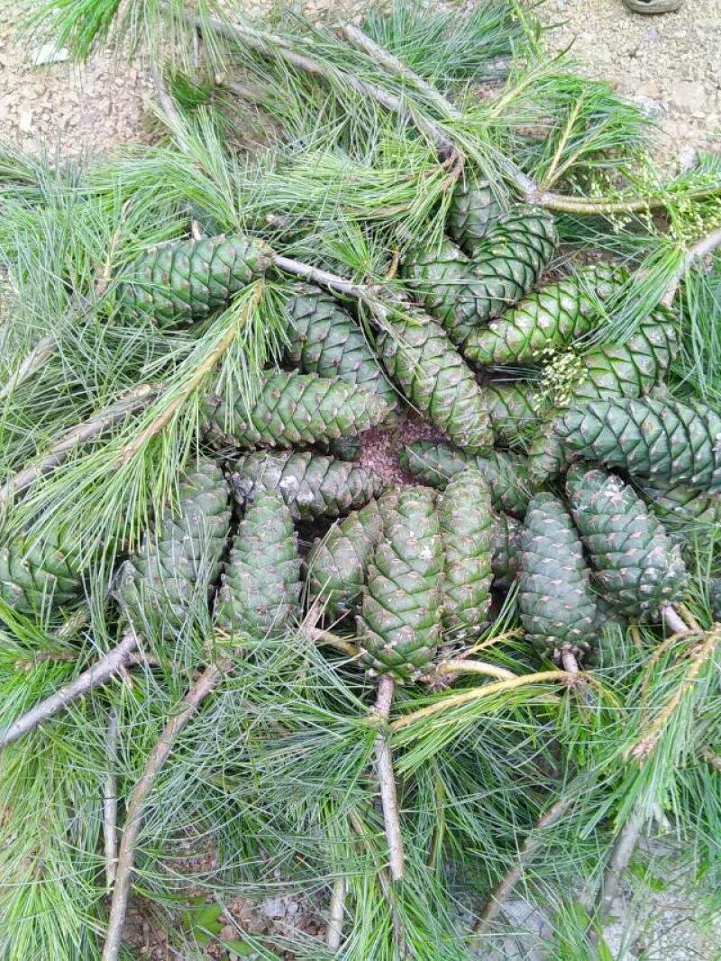 野生，现摘，新鲜，松塔