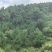 野生，现摘，新鲜，松塔