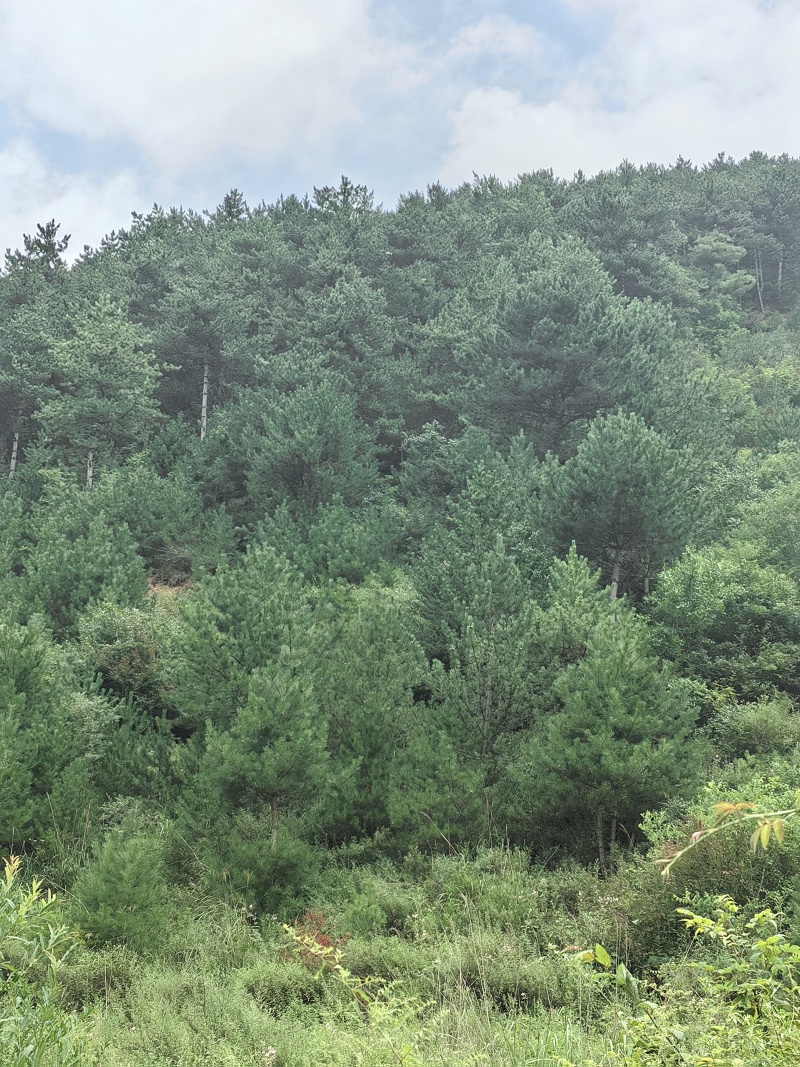 野生，现摘，新鲜，松塔