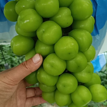 阳光玫瑰