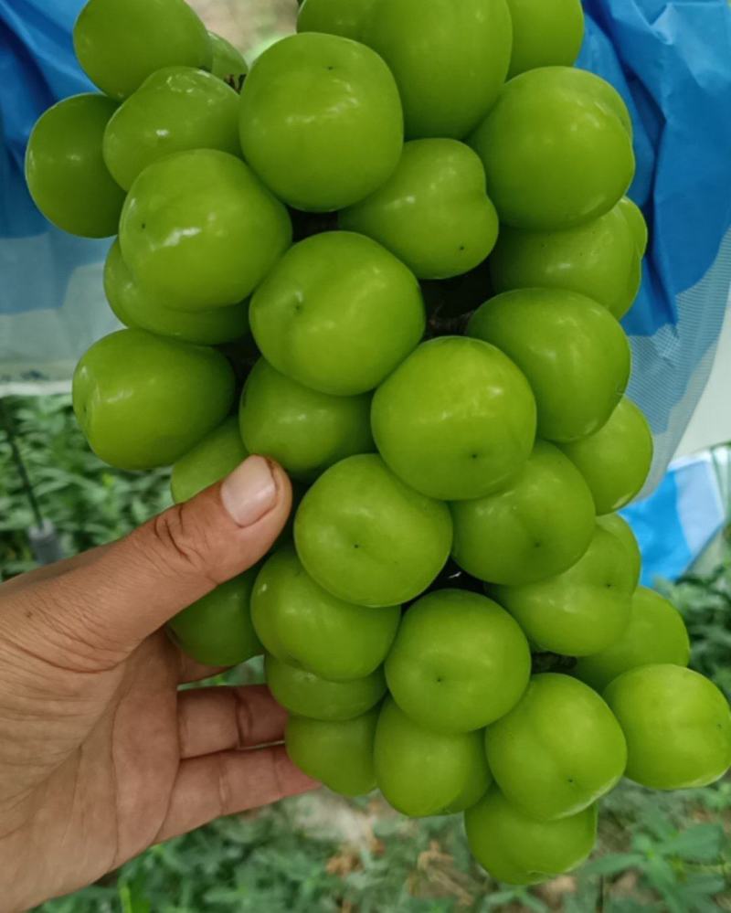 阳光玫瑰