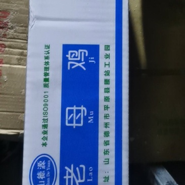 平德中原老母鸡白毛9只22斤一箱
