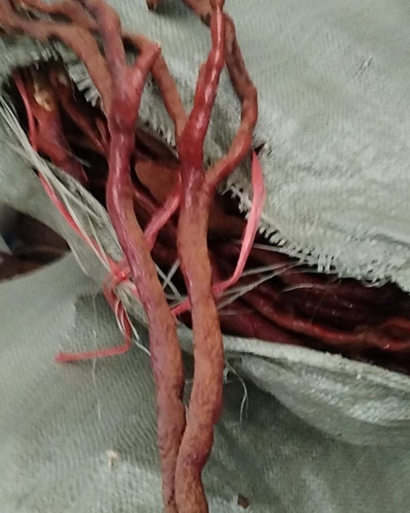 干鹿茸菌