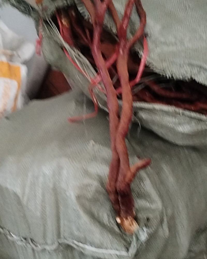 干鹿茸菌