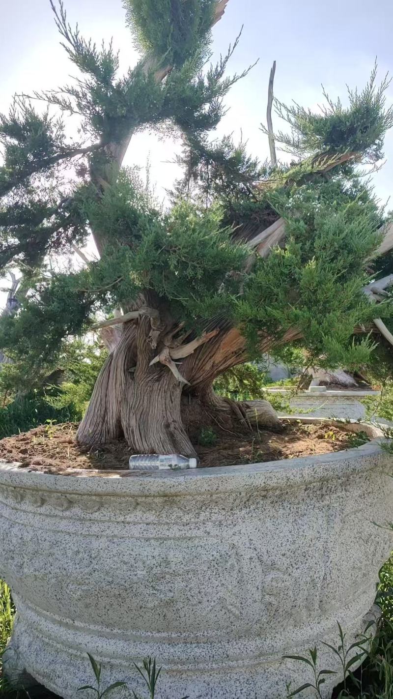 松柏活化石