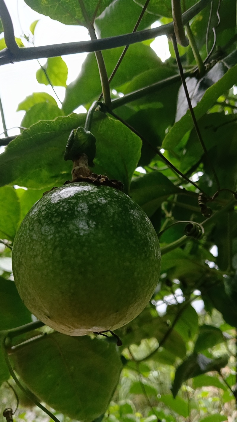 9号黄金百香果，***********