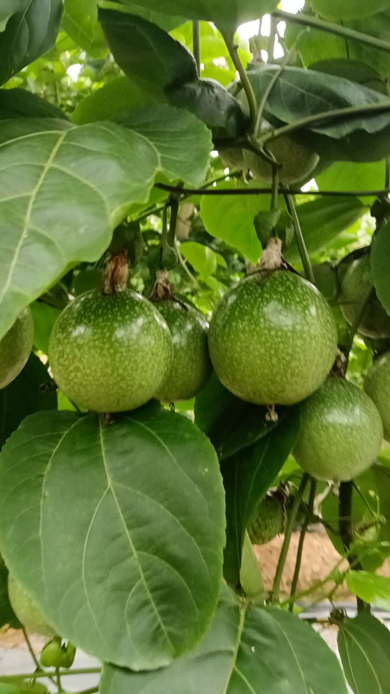 9号黄金百香果，***********