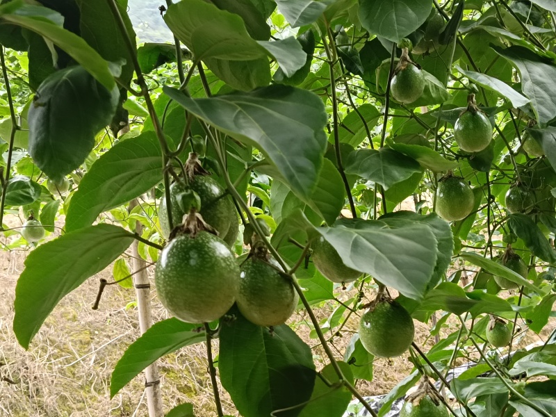 9号黄金百香果，***********