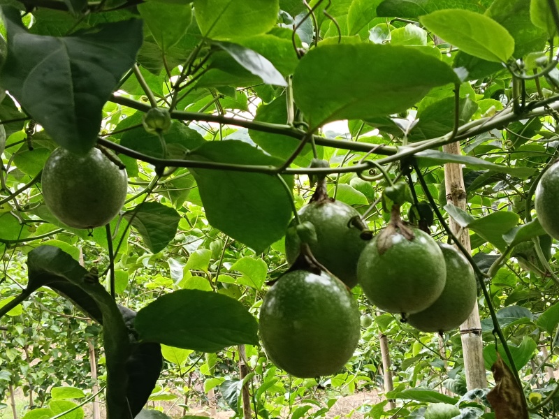 9号黄金百香果，***********